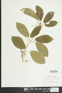 Bignonia capreolata image