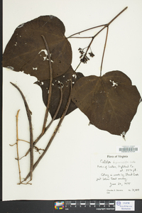 Catalpa bignonioides image