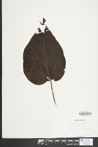 Catalpa speciosa image