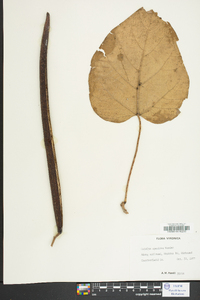 Catalpa speciosa image