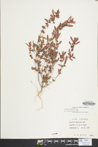 Acalypha gracilens image