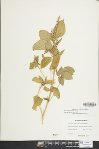 Acalypha ostryifolia image