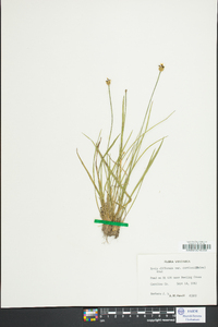 Xyris difformis var. curtissii image