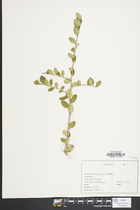 Ilex vomitoria image