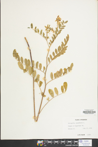 Astragalus canadensis image