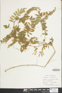 Astragalus canadensis image