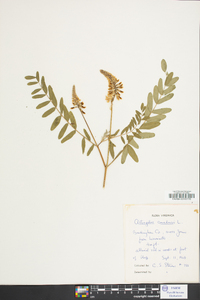 Astragalus canadensis image