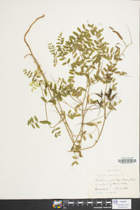 Astragalus canadensis image