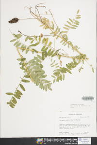 Astragalus neglectus image