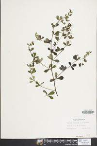 Baptisia tinctoria image