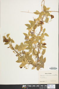 Centrosema virginianum image