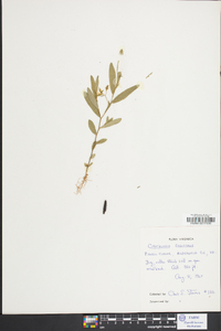 Crotalaria sagittalis image