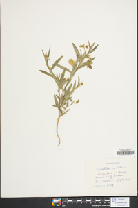 Crotalaria sagittalis image