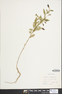 Crotalaria sagittalis image