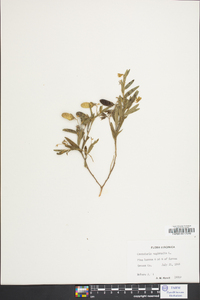 Crotalaria sagittalis image