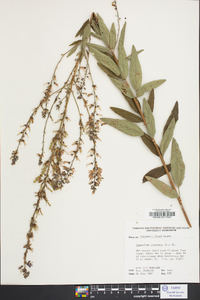 Desmodium canadense image