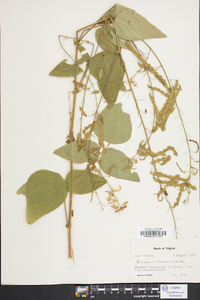 Desmodium canescens image