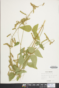 Desmodium canescens image