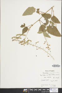 Desmodium canescens image