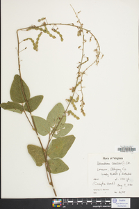 Desmodium canescens image