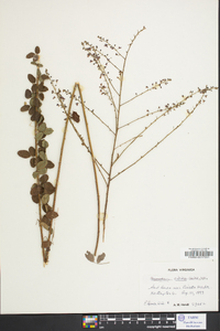 Desmodium ciliare image