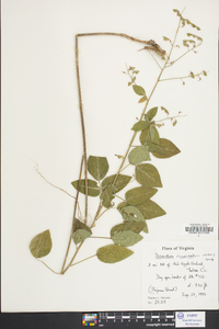 Desmodium cuspidatum image