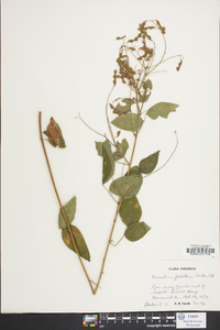 Desmodium glabellum image