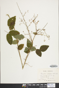 Desmodium glabellum image