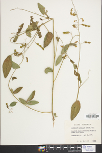 Desmodium glabellum image