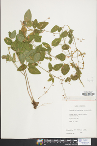 Desmodium laevigatum image