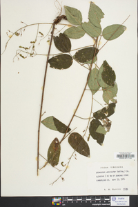 Desmodium laevigatum image