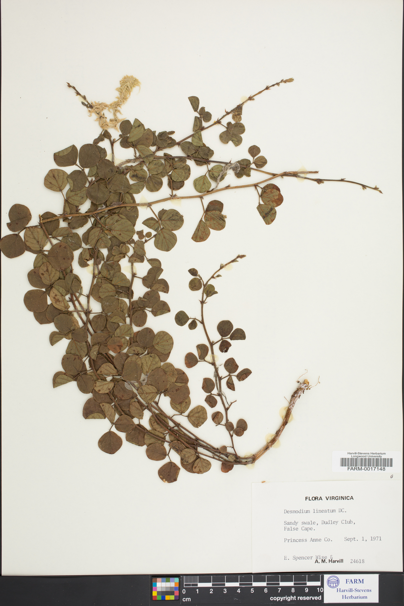Desmodium lineatum image