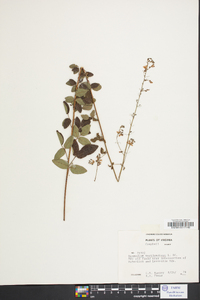 Desmodium marilandicum image