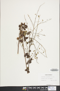 Desmodium marilandicum image