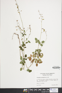 Desmodium marilandicum image