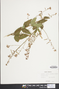 Desmodium nuttallii image