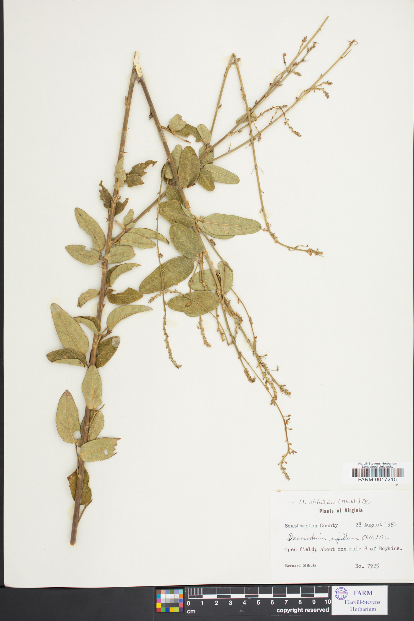 Desmodium obtusum image