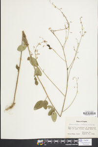 Desmodium obtusum image