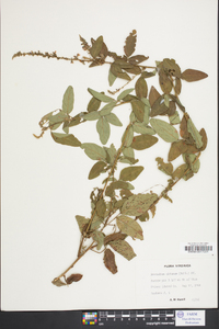 Desmodium obtusum image