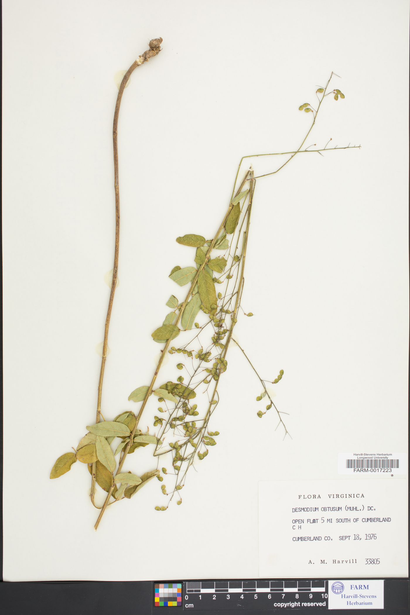 Desmodium obtusum image