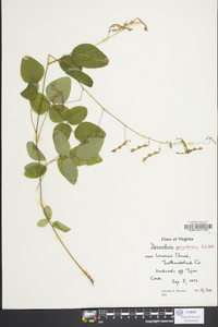 Desmodium perplexum image