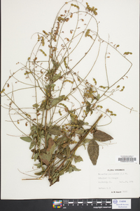 Desmodium perplexum image