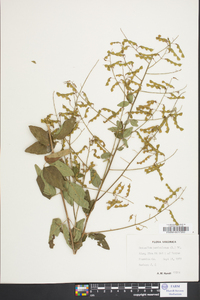 Desmodium perplexum image