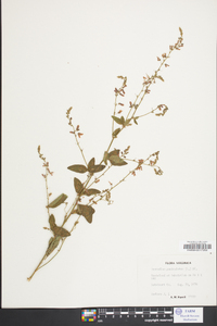 Desmodium perplexum image