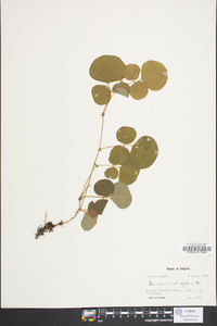 Desmodium rotundifolium image