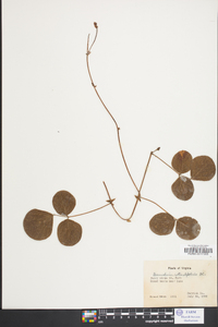 Desmodium rotundifolium image