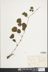 Desmodium rotundifolium image