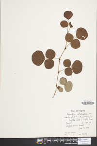 Desmodium rotundifolium image