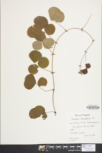 Desmodium rotundifolium image