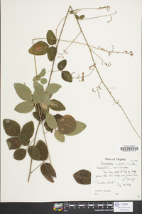 Desmodium rotundifolium image